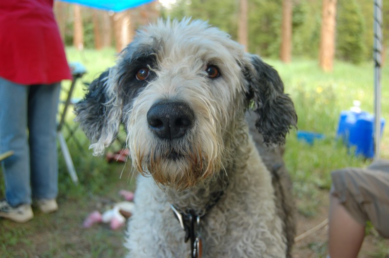 Molly, the Old English Sheepdog (11 years)