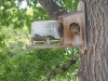 squirrellinfeeder